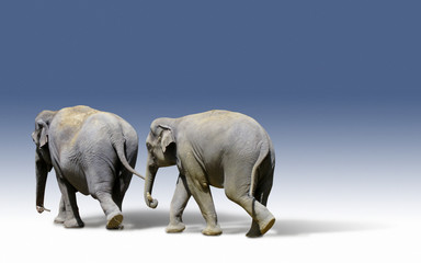 Elefanten auf Blau