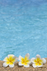 Fototapeta na wymiar Tropical flowers on a stone against blue water.