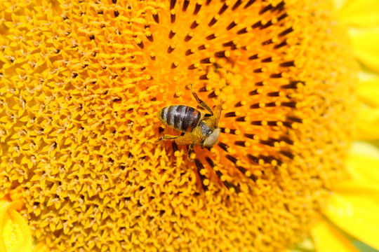 &copy; Luca - www.zonchimage.it - 16-07-09- girasoli a monticiello