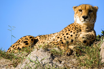 Gepard