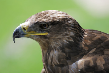 Eagle