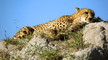Gepard