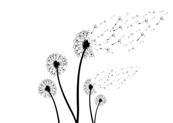 Silhouette einer Pusteblume