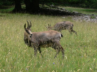 Chamois