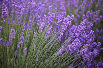 lavender