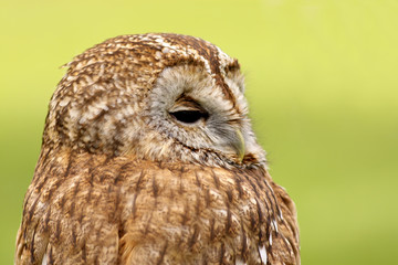 Little brown owl