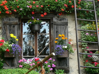 Fototapeta na wymiar Kwiaty Cottage