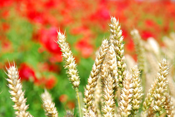 wheat and poppies shallow dof