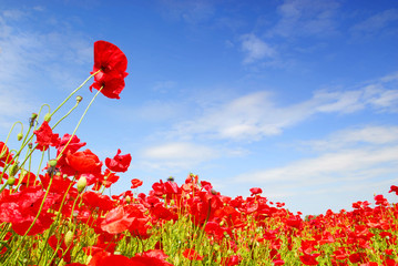 poppies and blue sky in holland