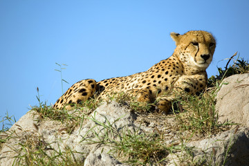 Gepard