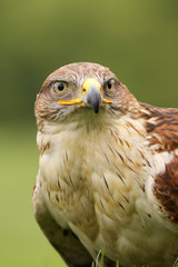 Ferruginous hawk (Butea Regalis)