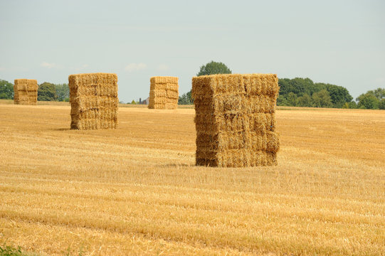 Agriculture 4