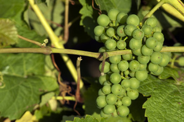 white wine grapes