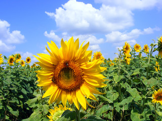 Sunflower And The Blue Sky With Clouds