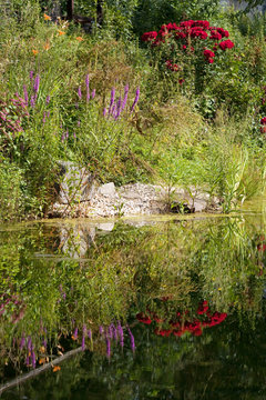 Sommer am Gartenteich