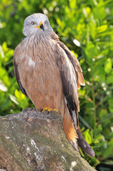 black kite (milvus migrans)
