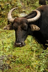 Buffle