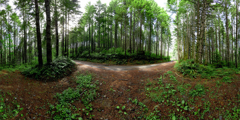 360 Forest panorama