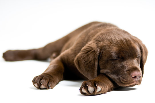 Sleeping Labrador Retriever Puppy