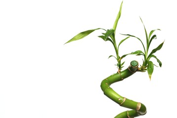 Fototapeta premium Isolated bamboo with white background