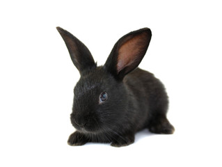 black, small rabbit