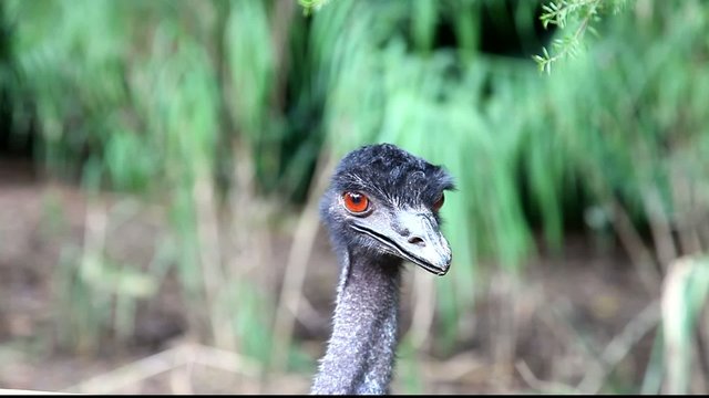 Closeup of an Emu (Ostrich family)