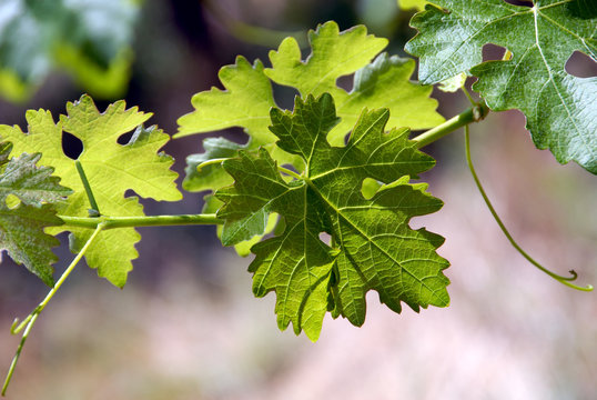 Green Grape Vines and Leaves