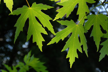 Spring Maple Leaves