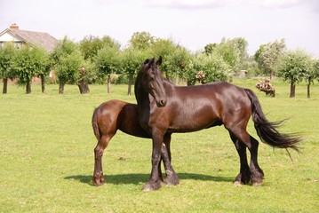 A frisian horse with a foal