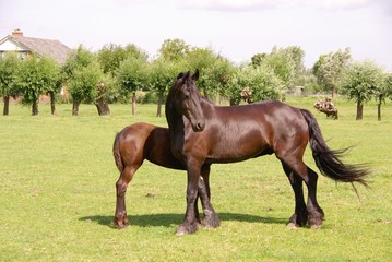 Obraz premium A frisian horse with a foal