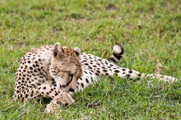 Cheetah Cleaning Itself