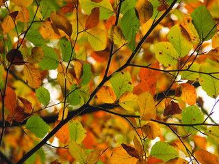 Beautiful colored leaves