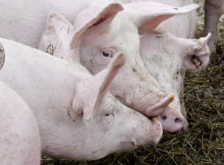 junge Mastschweine