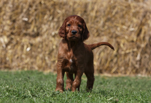 Bebe Setter Irlandais De Bout De Face Devant Un Ballot De Paille Stock Photo Adobe Stock