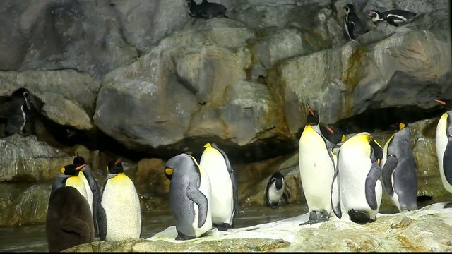 Penguins on the rocks
