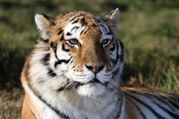 Tiger Portrait