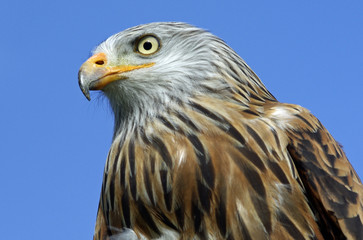 Der Jäger - Rotmilan