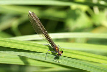 Dragonfly
