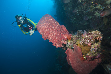 Fototapeta premium Taucher schwimt hinter einem Fassschwamm, Indonesien