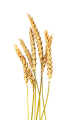 Fototapeta premium Wheat