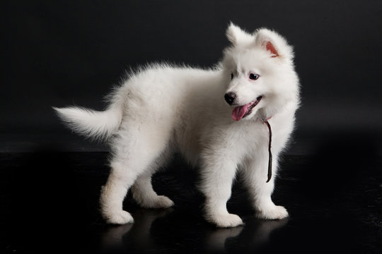 Husky Puppy