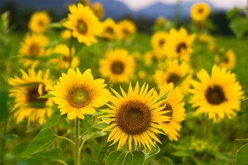 Sonnenblumenfeld