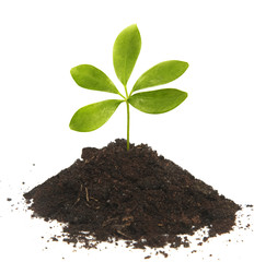 Small green plant