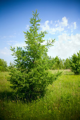 Summer landscape with a fir