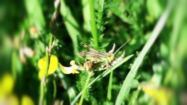 heuschrecke auf Grashalm