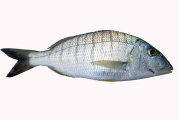 Pagellus mormyrus Fish