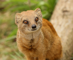 Yellow Mongoose