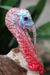 Male Turkey or Tom
