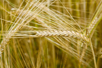 Naklejka premium getreide ähren