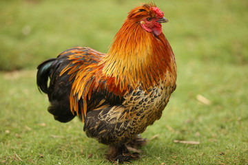 Portrait of a Bantam Chicken